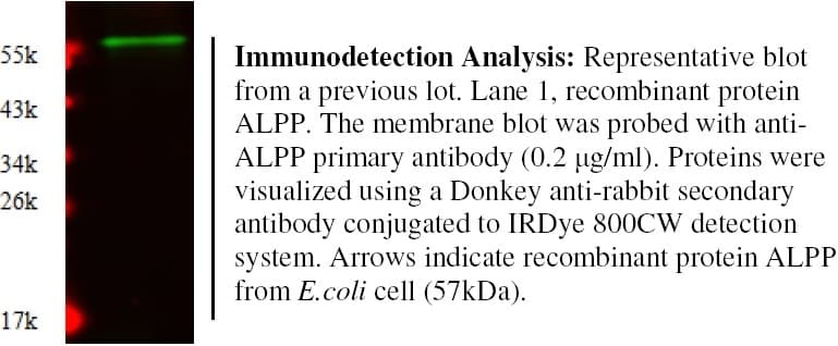 PLAP / Alkaline Phosphatase Antibody (Preservative Free, Biotin)
