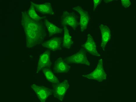 CDC5 / CDC5L Antibody