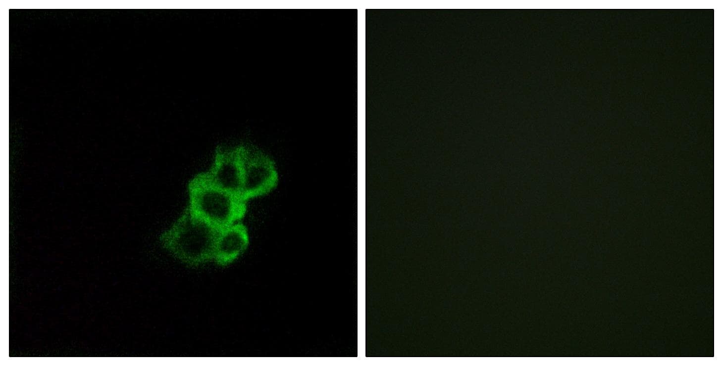 OR8B4 Antibody