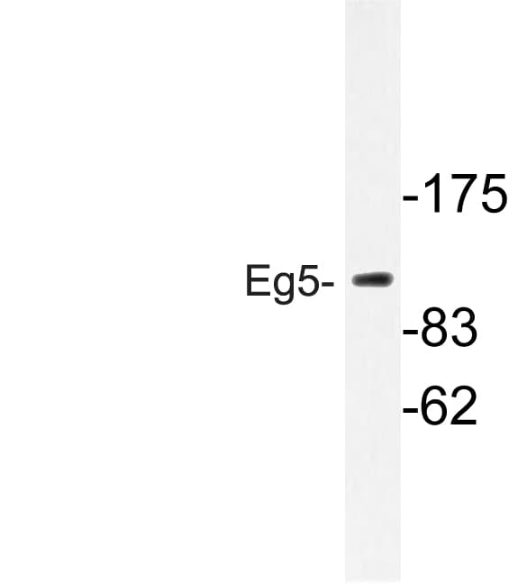 KIF11 / EG5 Antibody (Pro923)