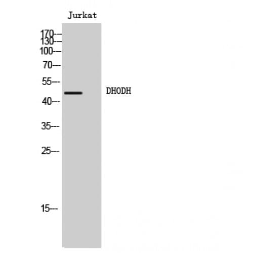 DHODH Antibody (180-260 aa, Internal)