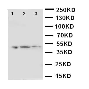 ANXA7 / Annexin VII / SNX Antibody (aa445-460)