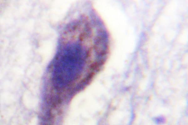 CASP1 / Caspase 1 Antibody (Lys372)