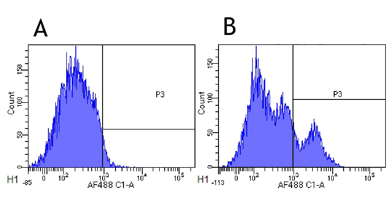 CD22 Antibody (CD22, clone hL22 (Epratuzumab))