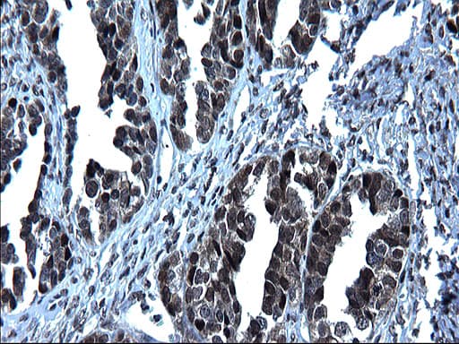 ZFAND3 / TEX27 Antibody (clone OTI1H10)