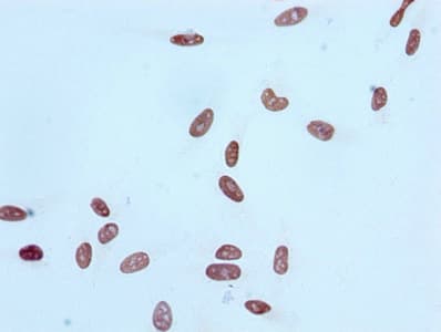 Recombinant Monoclonal Rabbit anti-Human HIST1H4I Antibody (IF, WB)