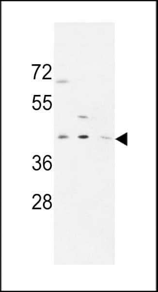 PRPF38A Antibody (aa283-312)