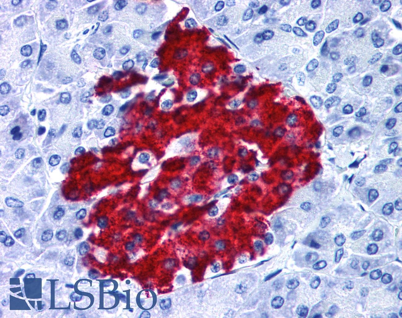 IHC-plus™ GPR82 Antibody (Cytoplasmic Domain)