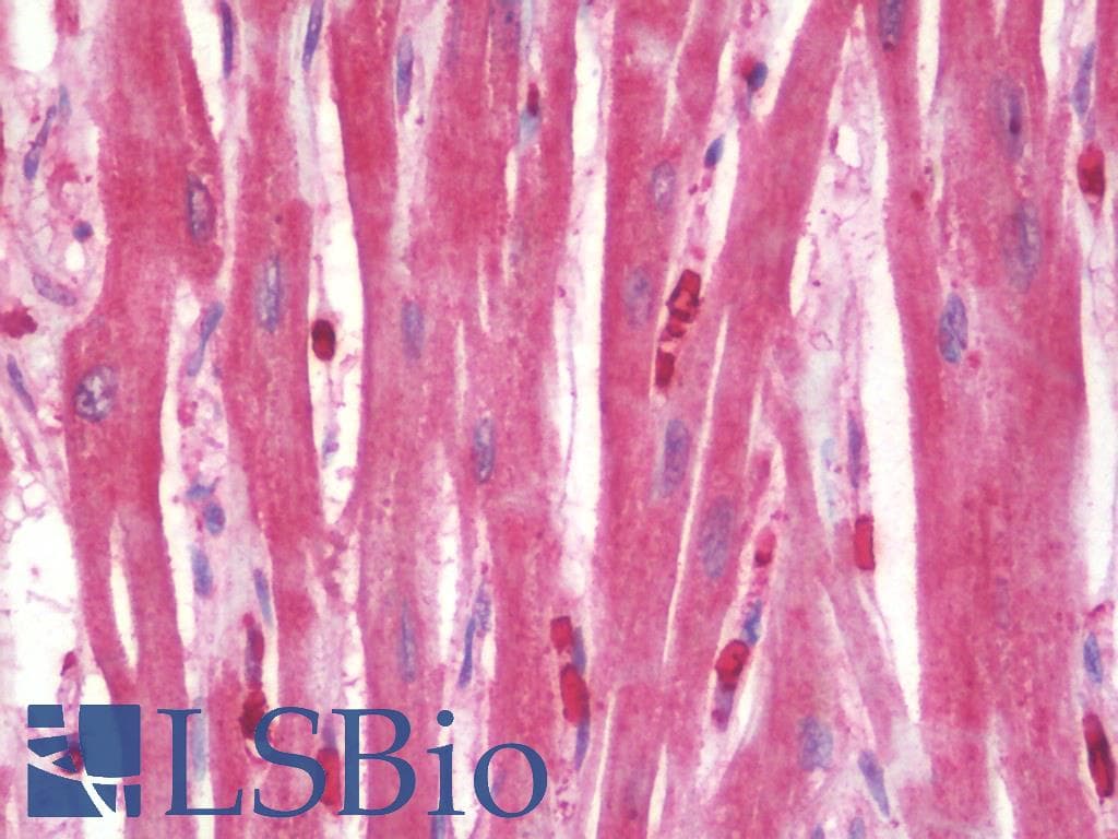 IHC-plus™ TMEM107 Antibody