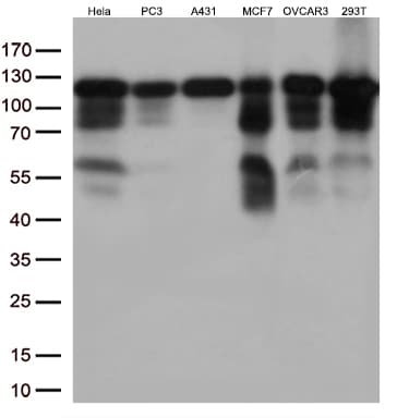 TRIM28 / KAP1 Antibody (clone OTI7A4)