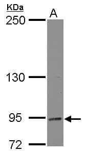 DNMBP / TUBA Antibody