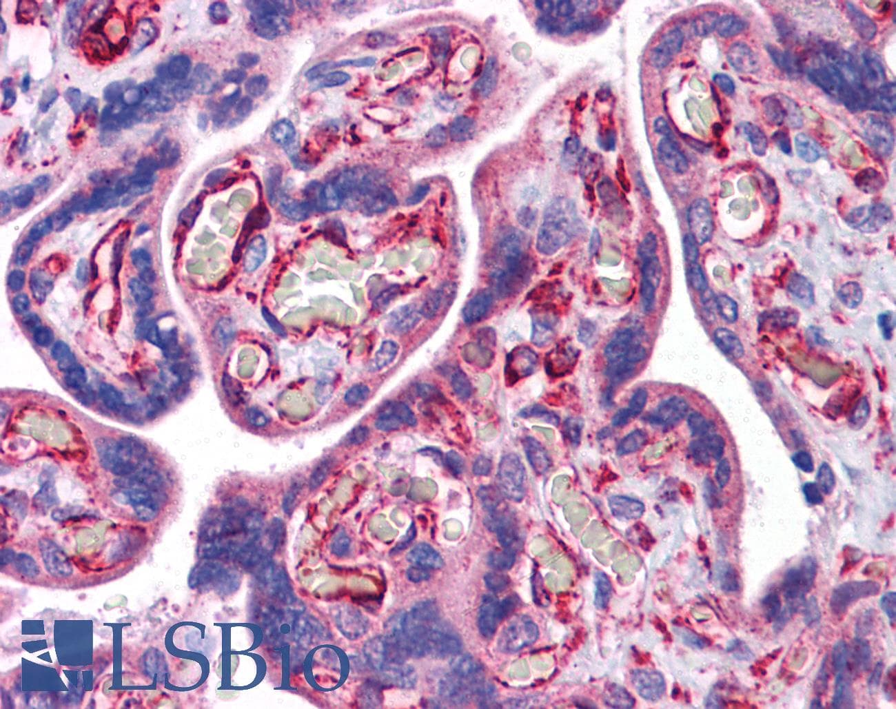 IHC-plus™ STAU1 / Staufen Antibody