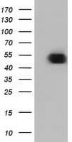 Monoclonal Mouse anti-Human ODC1 / Ornithine Decarboxylase Antibody (clone OTI1G6, IF, WB)