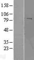 POMT2 Protein (Over-Expression Lysate Myc-DDK (Flag))