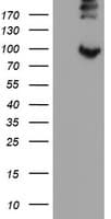 P3H1 / LEPRE1 Antibody (clone OTI1H3)
