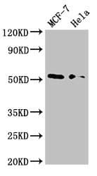 NR0B1 / DAX1 Antibody