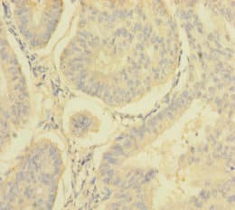 NDUFA6 Antibody