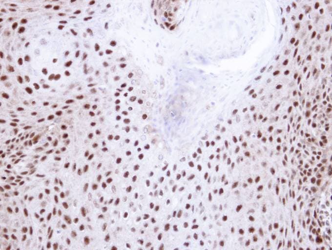 NHP2L1 Antibody (aa1-128)