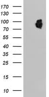 LRRC50 Antibody (clone OTI4E4)