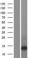 S100A16 Protein (Over-Expression Lysate Myc-DDK (Flag))