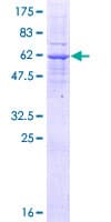 Human LMAN2L Protein (Recombinant GST)