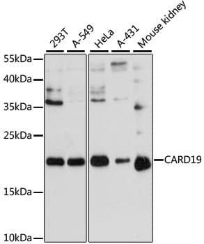 C9orf89 Antibody