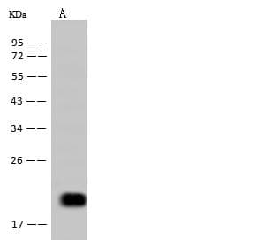IL5 Antibody (clone 225, Preservative Free)