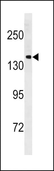 PCDH11Y / Protocadherin Y Antibody (aa1066-1095)