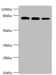 Polyclonal Rabbit anti-Human XRCC5 / Ku80 Antibody (aa543-732, IHC, WB)