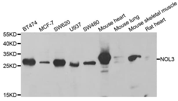 Polyclonal Rabbit anti-Human NOL3 / ARC Antibody (IHC, IF, WB)