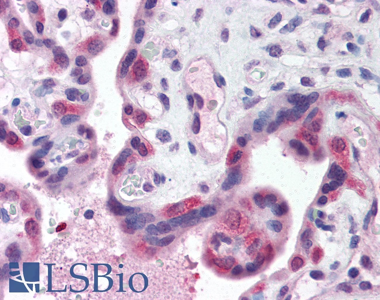 IHC-plus™ TLR3 Antibody