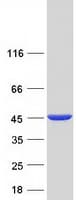 Human GMDS / GMD Protein (Recombinant Myc-DDK (Flag))