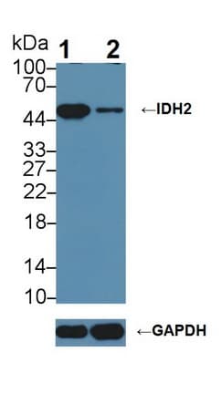 IDH2 Antibody (aa40-452)
