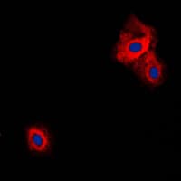 VGF Antibody (C-Terminus)