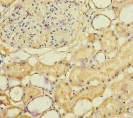 NSMF / NELF Antibody