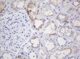 CR6 / GADD45G Antibody (clone OTI2A12)