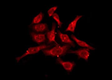 Polyclonal Rabbit anti-Human OR10V1 Antibody (IF, WB)