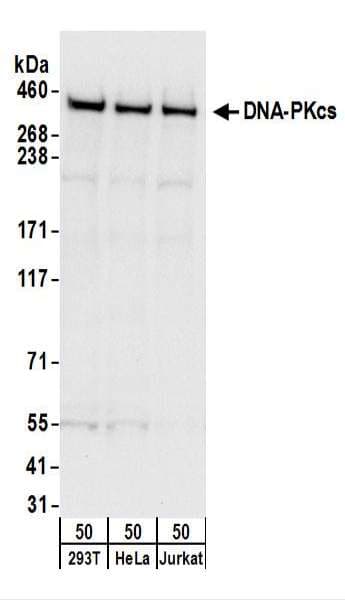 PRKDC / DNA-PKcs Antibody (aa4078-4128)