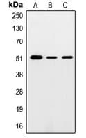 SMAD5 Antibody (Internal)