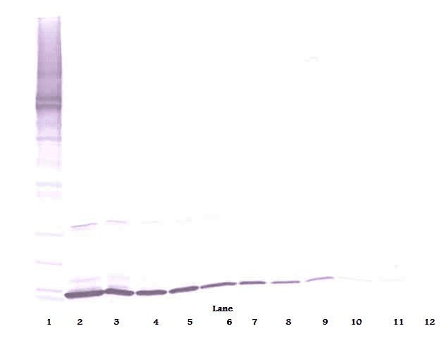 KITLG / SCF Antibody