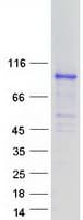 Human SH2B2 / APS Protein (Recombinant Myc-DDK (Flag))