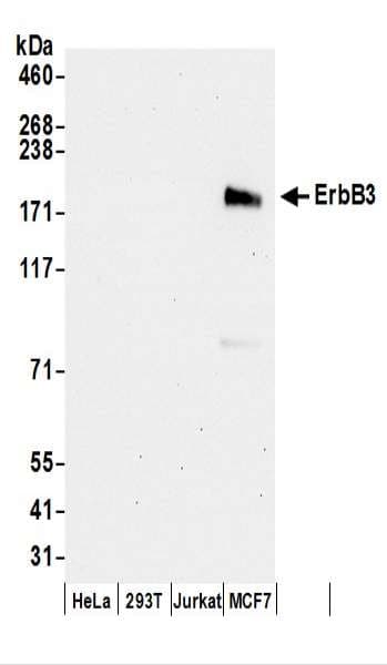 Polyclonal Rabbit anti-Human ERBB3 / HER3 Antibody (aa1292-1342, WB)