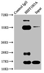 Polyclonal Rabbit anti-Human HIST1H3A Antibody (IHC, IF, WB)