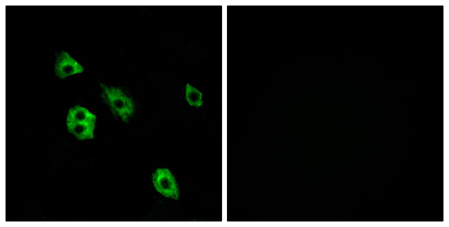 GPR27 Antibody (aa181-230)