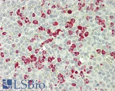 IHC-plus™ LF / LTF / Lactoferrin Antibody (clone 4C5)