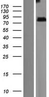 ZMYND15 Protein (Over-Expression Lysate Myc-DDK (Flag))
