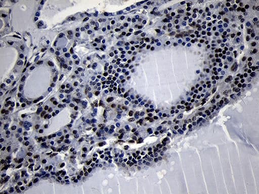 HOXC4 Antibody (clone OTI1F6, Carrier-free)