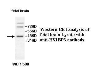 HS1BP3 Antibody (aa150-386)