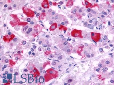 PathPlus™ GPR39 Antibody (C-Terminus)