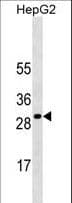 SOCS3 Antibody
